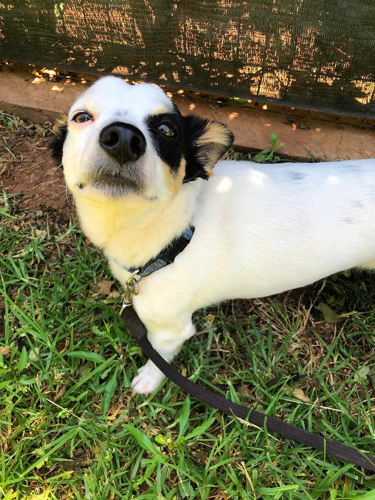 Rio participe au concours pour gagner de l'argent avec cette photo : dog, pet, outdoor, grass, leash, collar, black_and_white, small_dog, curious, animal, canine, fence, dirt, sunlight, nature, background, fur, ears, close_up, looking_up