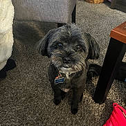Bentley joined the competition — help win amazing prizes! dog, pet, indoor, carpet, small_dog, collar, tag, furniture, chair, basket, pouch, cute, fluffy, animal, brown, black, domestic_animal, floor, companion, looking_up