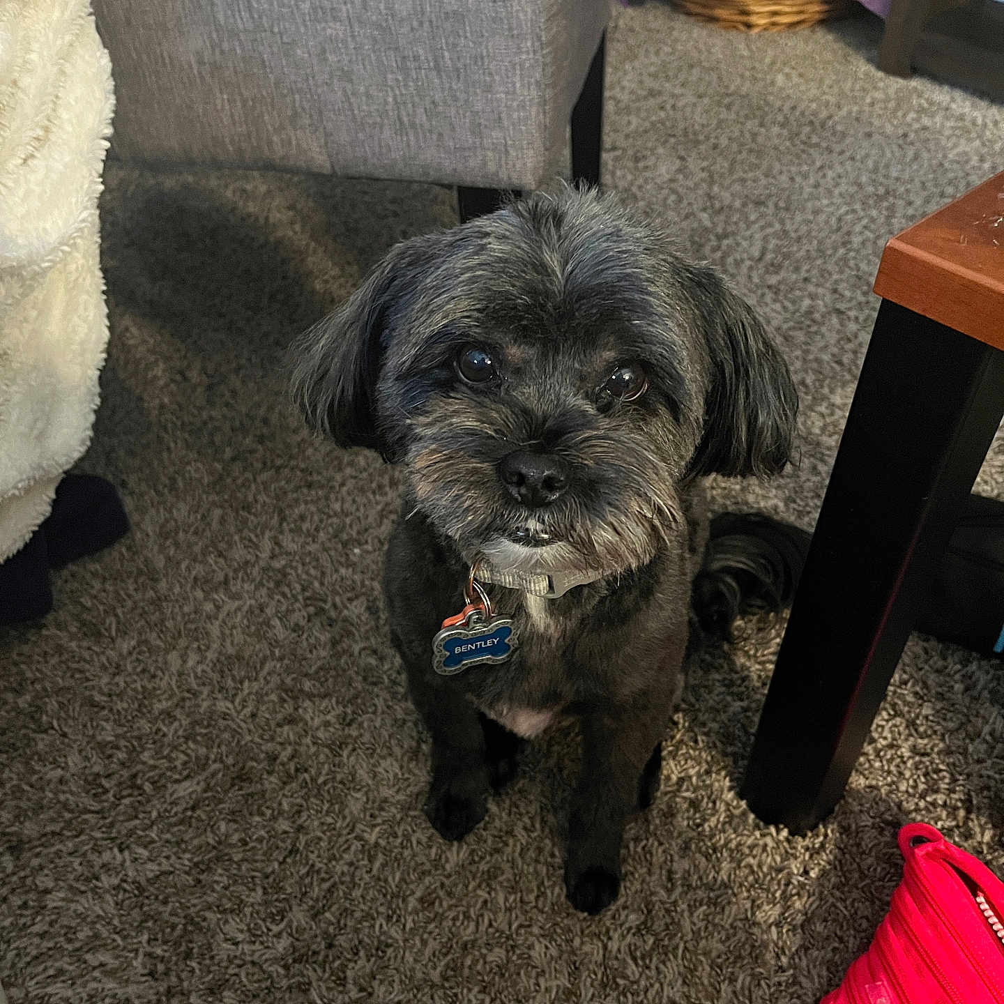 Bentley joined the competition — help win amazing prizes! animal, basket, black, brown, carpet, chair, collar, companion, cute, dog, domestic_animal, floor, fluffy, furniture, indoor, looking_up, pet, pouch, small_dog, tag