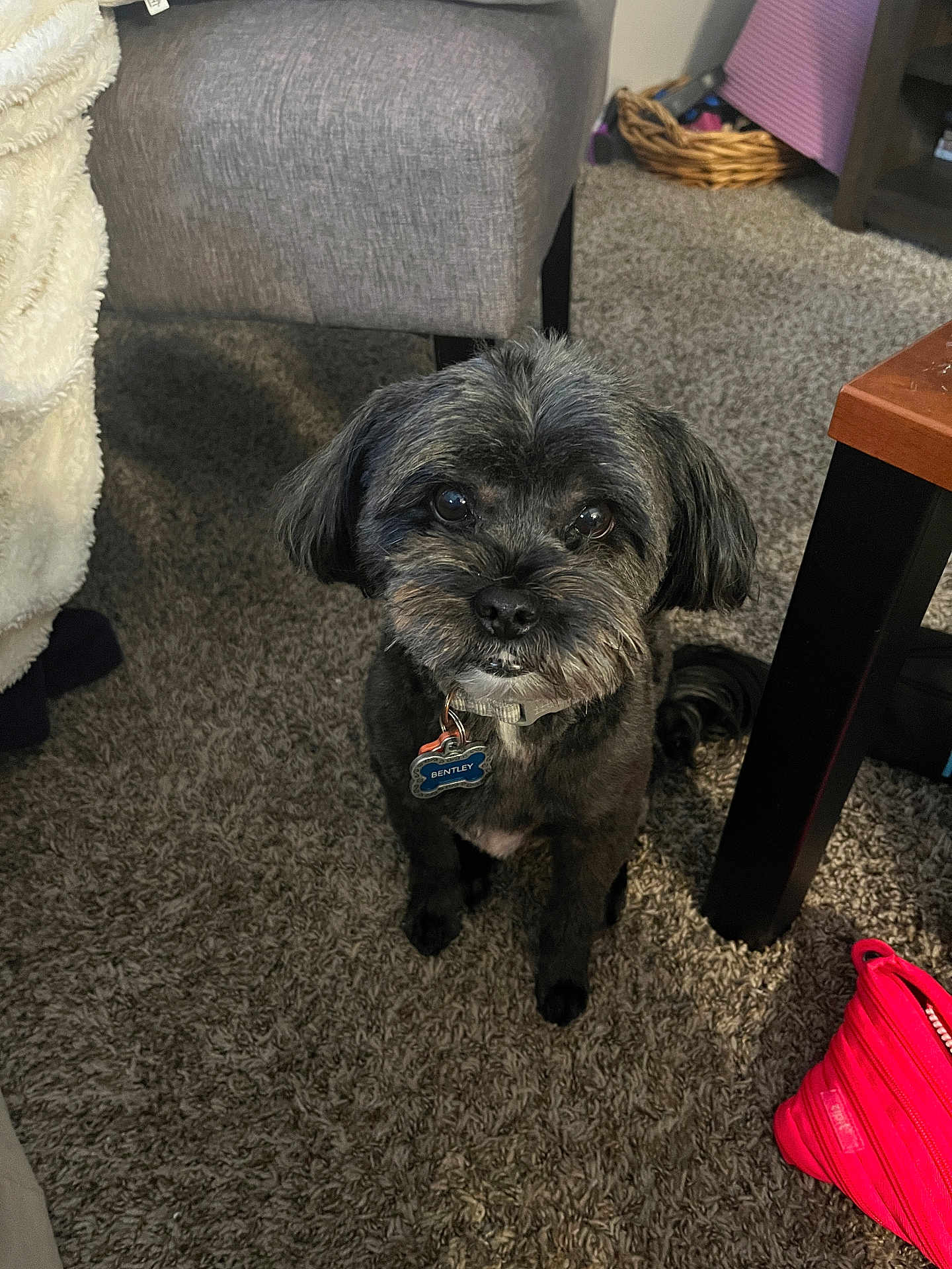 Bentley joined the competition — help win amazing prizes! dog, pet, indoor, carpet, small_dog, collar, tag, furniture, chair, basket, pouch, cute, fluffy, animal, brown, black, domestic_animal, floor, companion, looking_up