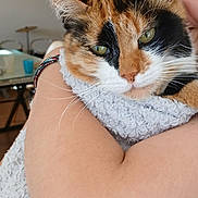 Panette participe au concours pour gagner de l'argent avec cette photo : animal, background, bracelet, calico_cat, cat, close_up, cuddling, face, fur, green_eyes, home, human, indoor, multicolored_fur, pet, portrait, smartphone_photo, towel, watermark, whiskers