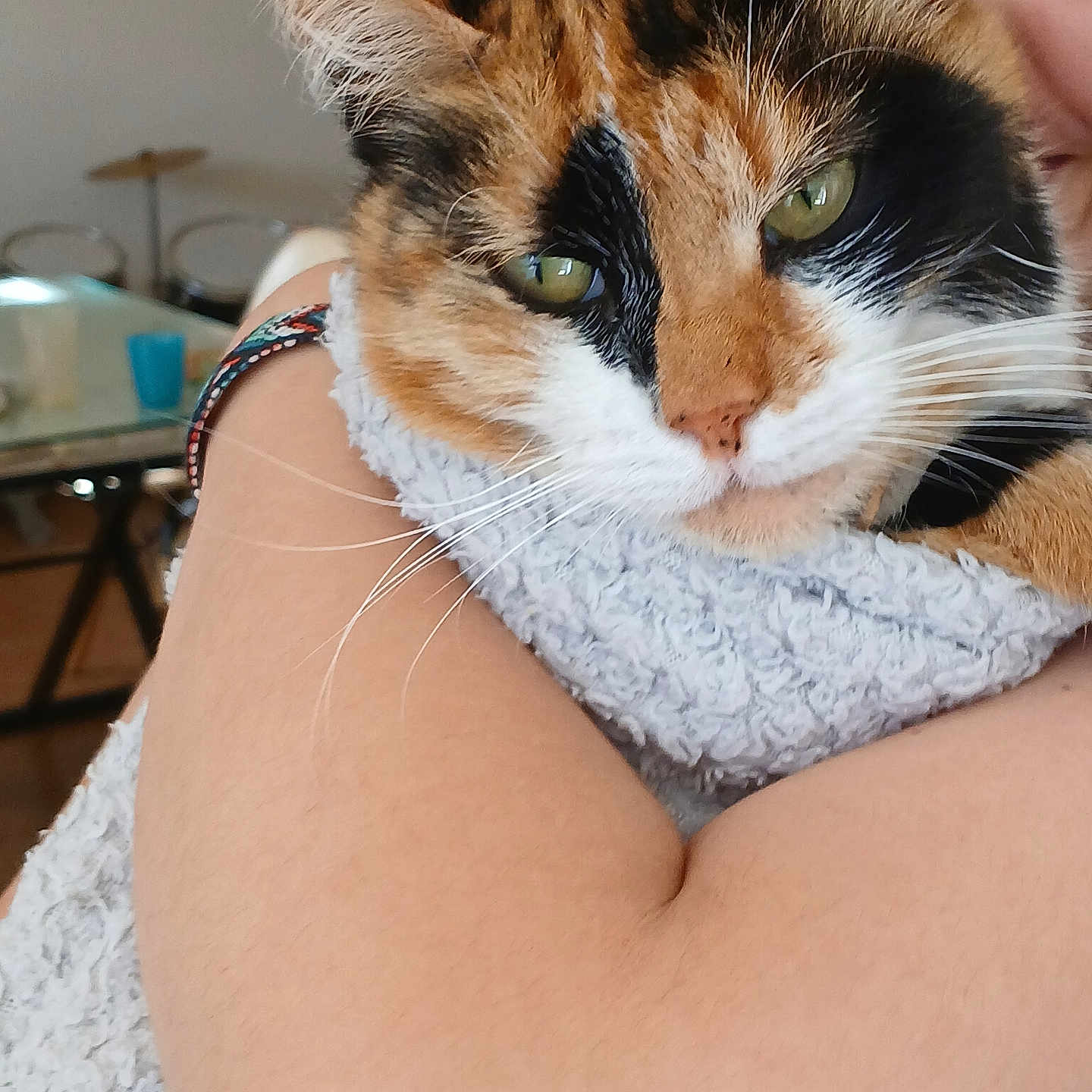 Panette participe au concours pour gagner de l'argent avec cette photo : animal, background, bracelet, calico_cat, cat, close_up, cuddling, face, fur, green_eyes, home, human, indoor, multicolored_fur, pet, portrait, smartphone_photo, towel, watermark, whiskers