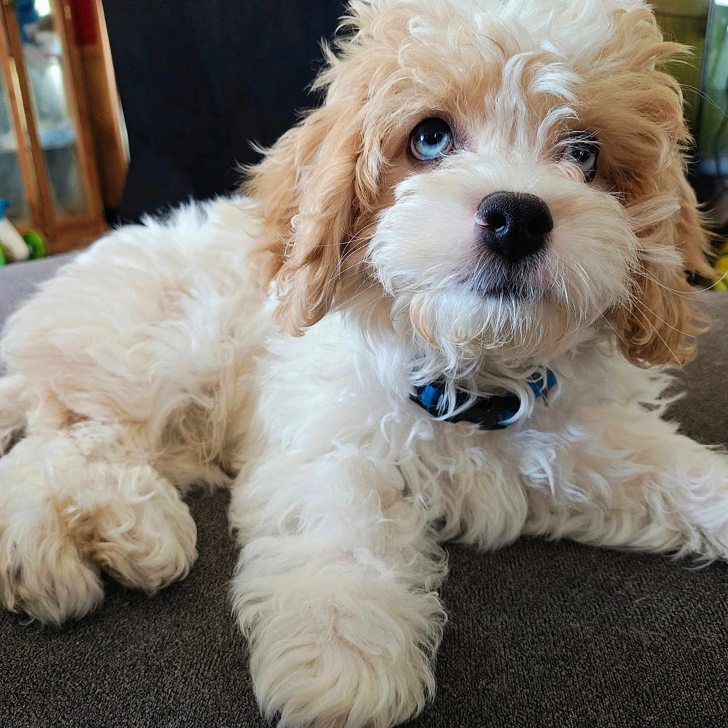 Arlo is registered to the contest to win money with this photo: animal, canine, cockerspaniel, couch, dog, eskimodog, furniture, hardwood, hound, indoors, papillon, person, pet, poodle, puppy, terrier, whitedog, wood