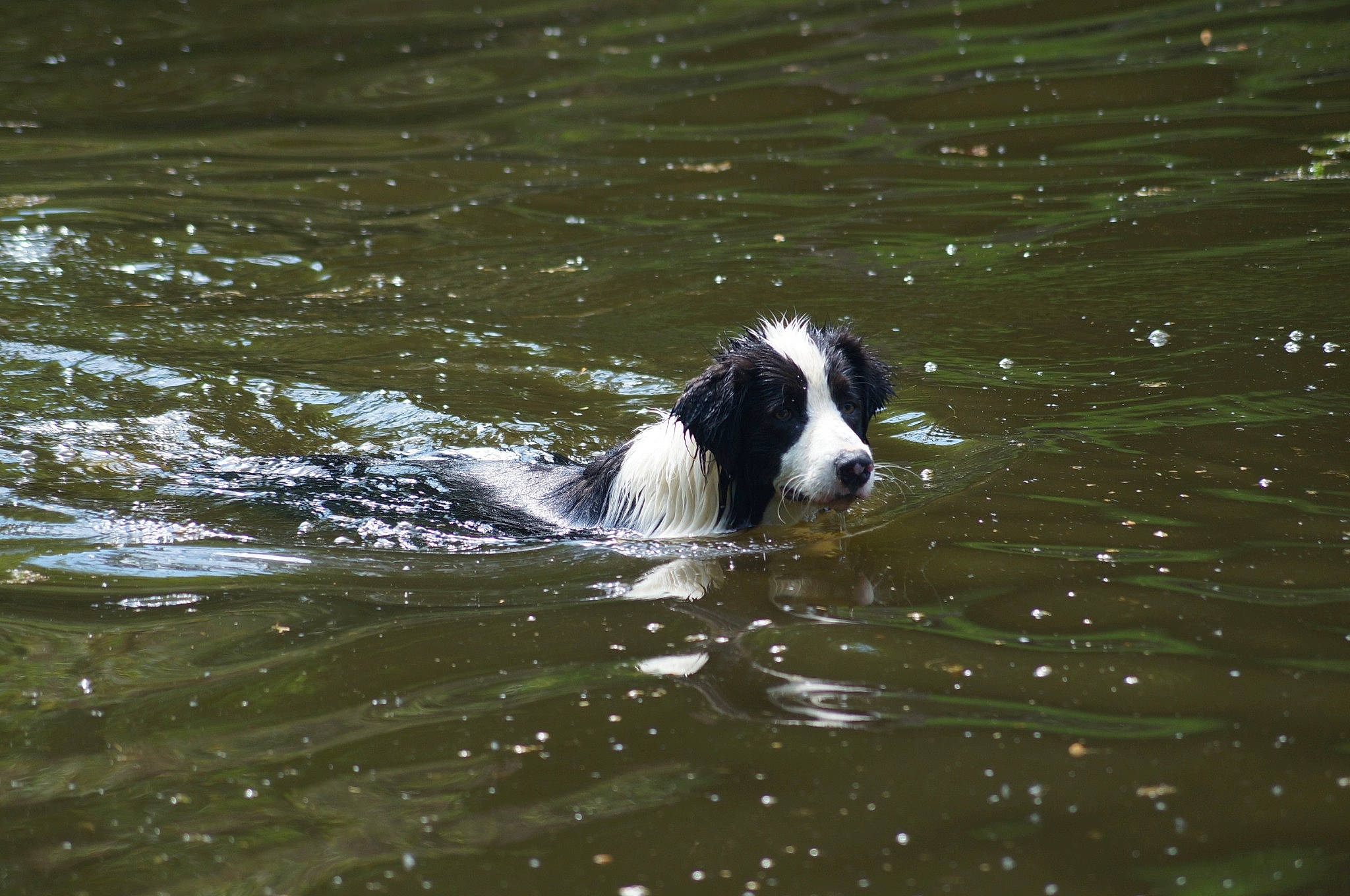 Naïkiss a rejoint le concours — aidez-le/la à gagner de superbes lots ! canidae, carnivore, dog, dog_breed, drentse_patrijshond, english_springer_spaniel, hunting_dog, landseer, large_munsterlander, small_munsterlander, spaniel, sporting_group, stabyhoun, vertebrate, water, wetterhoun