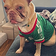 Ivory joined the competition — help win amazing prizes! dog, french_bulldog, pet, indoor, couch, clothing, jersey, green, tongue_out, ears_up, living_room, window, curtains, floor, furniture, collar, four_legged, sitting, domestic_animal, cute