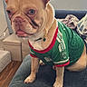 dog, french_bulldog, pet, indoor, couch, clothing, jersey, green, tongue_out, ears_up, living_room, window, curtains, floor, furniture, collar, four_legged, sitting, domestic_animal, cute