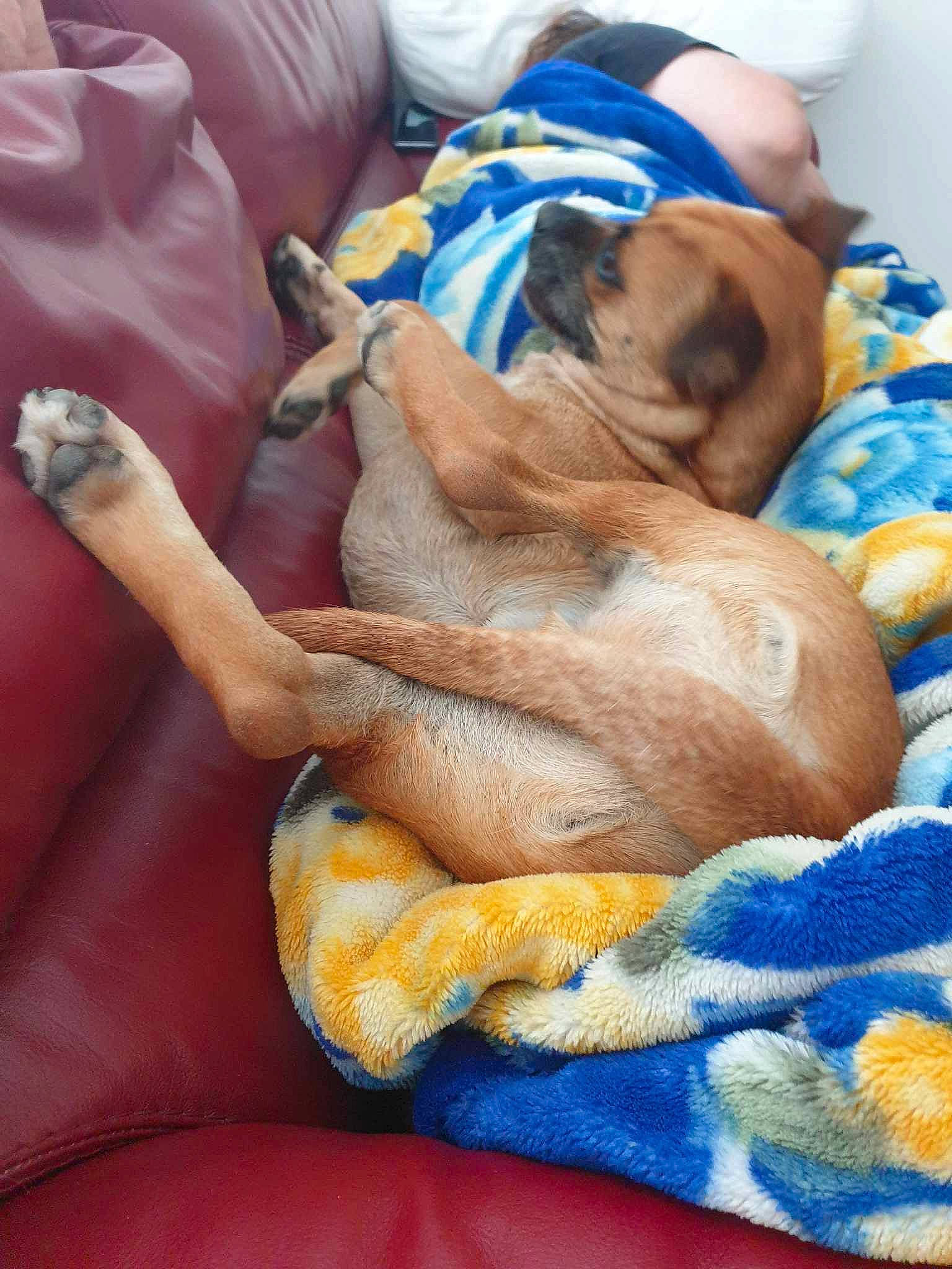 Onyl a rejoint le concours — aidez-le/la à gagner de superbes lots ! blue, canidae, carnivore, child, comfort, companion_dog, dog, dog_breed, dog_supply, fawn, guard_dog, hound, linens, nap, paw, sleep, sporting_group, toy_dog, working_animal, wrinkle