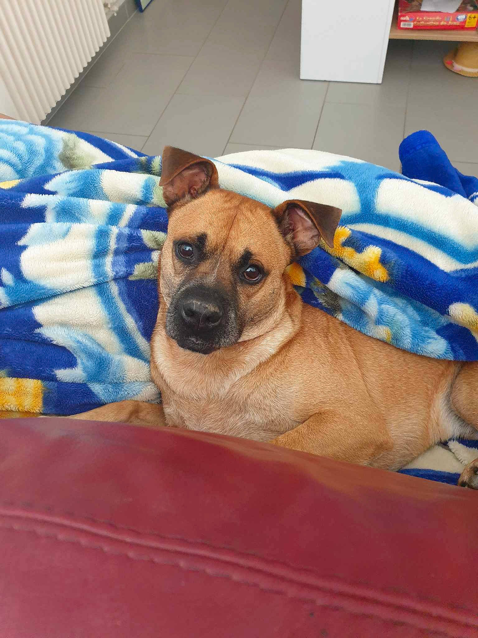 Onyl a rejoint le concours — aidez-le/la à gagner de superbes lots ! canidae, carnivore, comfort, companion_dog, dog, dog_breed, dog_supply, fawn, fur, linens, nap, non_sporting_group, pet_supply, snout, sporting_group, terrestrial_animal, toy_dog, whiskers, working_animal, wrinkle