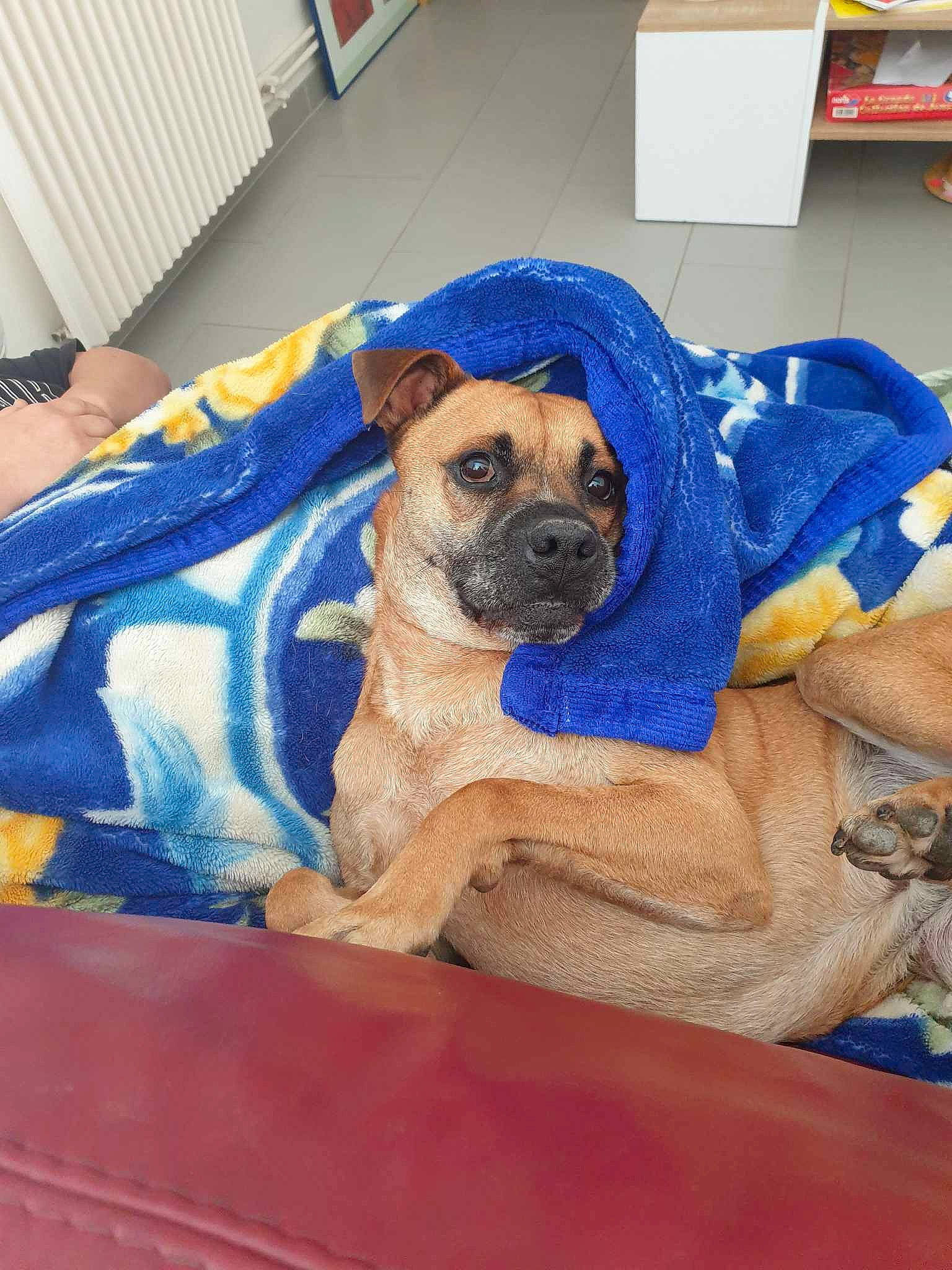 Onyl a rejoint le concours — aidez-le/la à gagner de superbes lots ! canidae, carnivore, collar, comfort, companion_dog, dog, dog_breed, dog_collar, dog_supply, electric_blue, fawn, flooring, linens, pet_supply, puppy, snout, sporting_group, toy_dog, working_animal, wrinkle