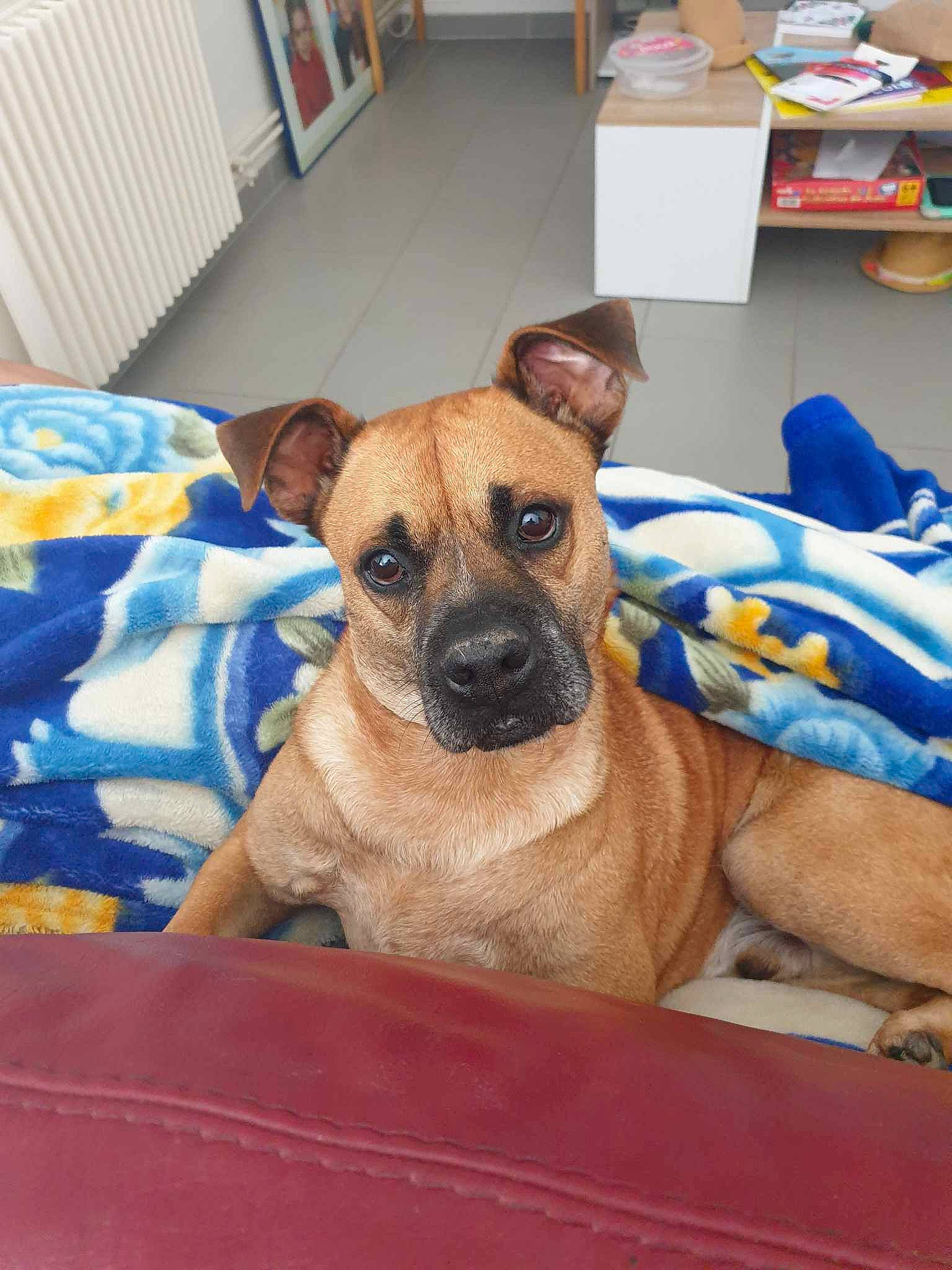 Onyl participe au concours pour gagner de l'argent avec cette photo : carnivore, chair, collar, comfort, companion_dog, dog, dog_breed, dog_supply, fawn, flooring, furniture, linens, paw, pet_supply, room, terrestrial_animal, toy_dog, whiskers, working_animal, wrinkle