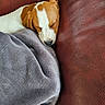 Bella participe au concours pour gagner de l'argent avec cette photo : dog, puppy, sleeping, resting, brown_and_white, short_hair, pet, animal, cozy, blanket, gray_blanket, leather_sofa, couch, indoors, portrait, close_up, relaxed, cute, snuggled, nap