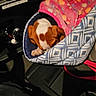 Bella a rejoint le concours — aidez-le/la à gagner de superbes lots ! puppy, dog, sleeping, curled_up, brown_and_white, pet, animal, cozy, bed, blanket, patterned, carrier, vehicle_interior, resting, small_dog, cute, indoor, low_light, snuggled, photograph
