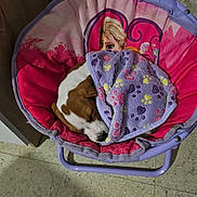 Bella participe au concours pour gagner de l'argent avec cette photo : puppy, dog, sleeping, blanket, chair, baby_chair, pink, purple, floral, cartoon, princess, pet, nap, indoors, tile_floor, home, cozy, brown_and_white, small_dog, resting
