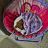 puppy, dog, sleeping, blanket, chair, baby_chair, pink, purple, floral, cartoon, princess, pet, nap, indoors, tile_floor, home, cozy, brown_and_white, small_dog, resting