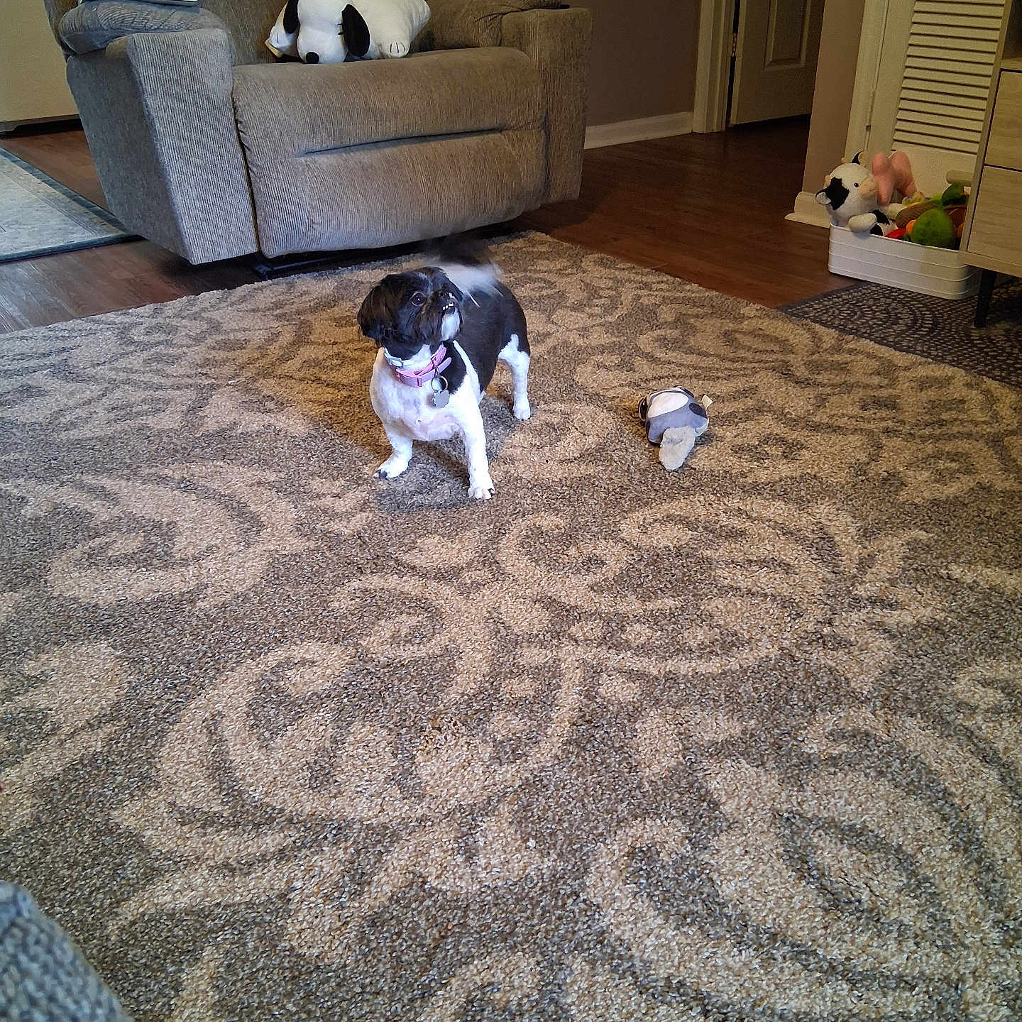 Bella