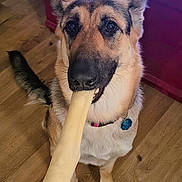 Mia joined the competition — help win amazing prizes! dog, german_shepherd, mixed_breed, pet, animal, bone, chew_toy, sitting, portrait, close_up, happy, playful, open_mouth, ears, collar, tag, wooden_floor, indoor, furniture, robot_vacuum