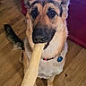 dog, german_shepherd, mixed_breed, pet, animal, bone, chew_toy, sitting, portrait, close_up, happy, playful, open_mouth, ears, collar, tag, wooden_floor, indoor, furniture, robot_vacuum