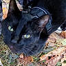 black_cat, cat, animal, pet, harness, outdoor, autumn, leaves, grass, nature, close_up, blurry, curious, green_eyes, feline, fall, ground, snout, whiskers, ears