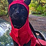cat, black_cat, animal, pet, costume, hoodie, red_hoodie, devil_horns, outdoor, forest, car, vehicle, nature, cute, mischievous, feline, whiskers, black_fur, portrait, sitting