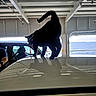 Jinx is registered to the contest to win money with this photo: black_cat, cat, silhouette, reflection, indoor, vehicle, ferry, water, window, tail, animal, pet, transport, metal_surface, person, seat, leash, light, shadow, sky