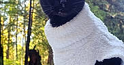 Jinx is registered to the contest to win money with this photo: cat, black_cat, sweater, clothing, outdoor, forest, trees, sunlight, nature, animal, pet, feline, mammal, wildlife, fur, portrait, closeup, daylight, greenery, cute