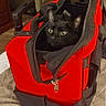 Jinx is registered to the contest to win money with this photo: black_cat, cat, pet, travel_bag, red_bag, zipper, indoor, furniture, chair, wooden_floor, curious, animal, eyes, ears, soft_lighting, cozy, home, domestic, mammal, feline