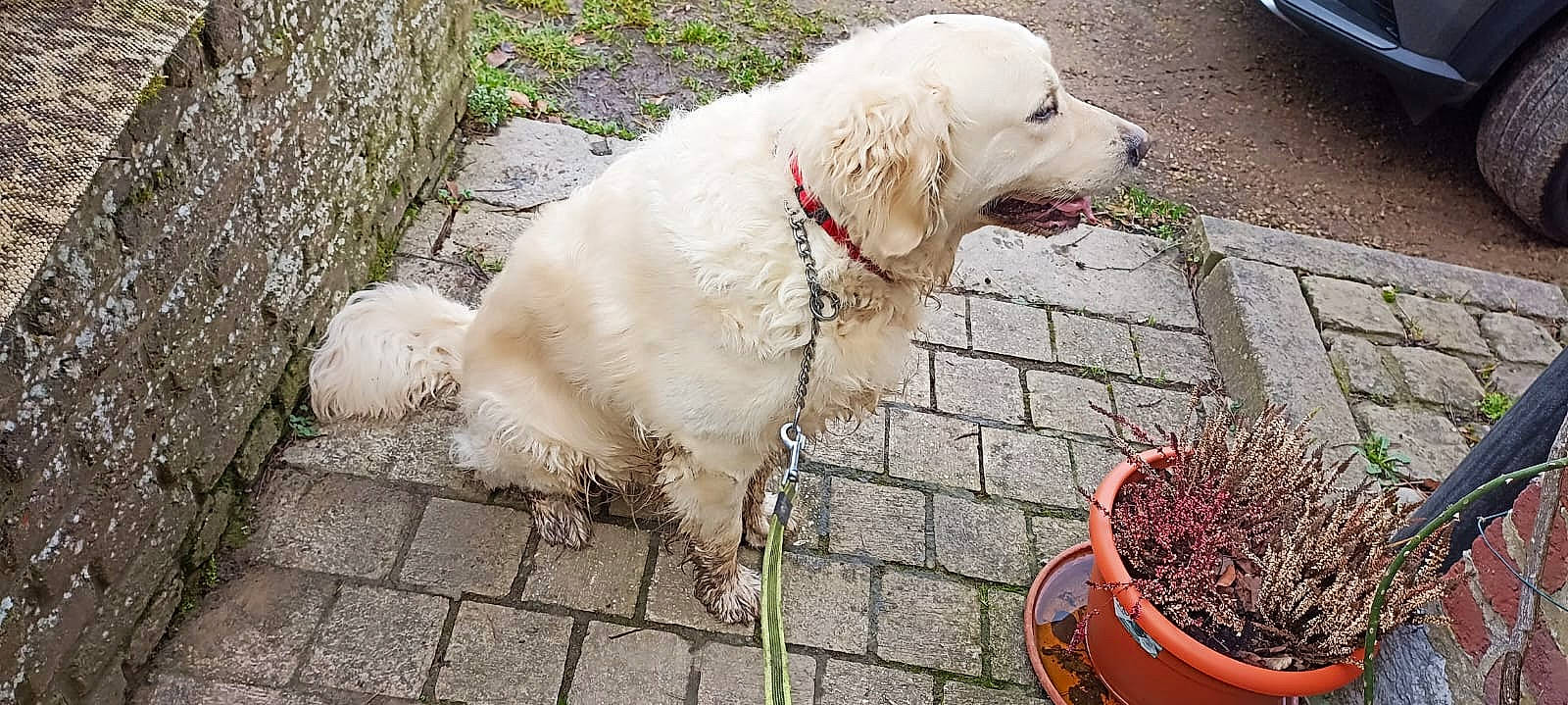 Bailey participe au concours pour gagner de l'argent avec cette photo : carnivore, cart, collar, companion_dog, dog, dog_breed, dog_collar, dog_supply, flowerpot, fur, grass, houseplant, livestock_guardian_dog, plant, road_surface, sidewalk, tail, working_animal, working_dog