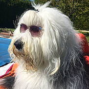 Jack Daniels participe au concours pour gagner de l'argent avec cette photo : animal, black_fur, canine, close_up, cute, dog, fluffy, funny, grass, hair_tie, leisure, nature, outdoor, pet, portrait, relaxing, summer, sunglasses, sunny, white_fur