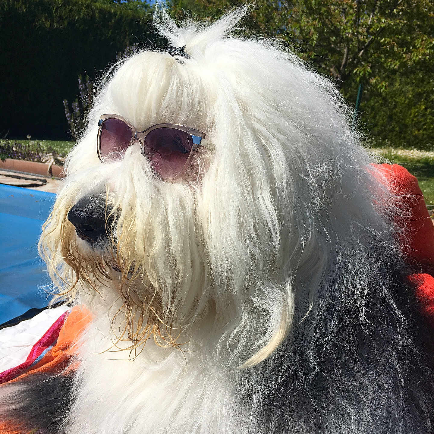 Jack Daniels participe au concours pour gagner de l'argent avec cette photo : animal, black_fur, canine, close_up, cute, dog, fluffy, funny, grass, hair_tie, leisure, nature, outdoor, pet, portrait, relaxing, summer, sunglasses, sunny, white_fur