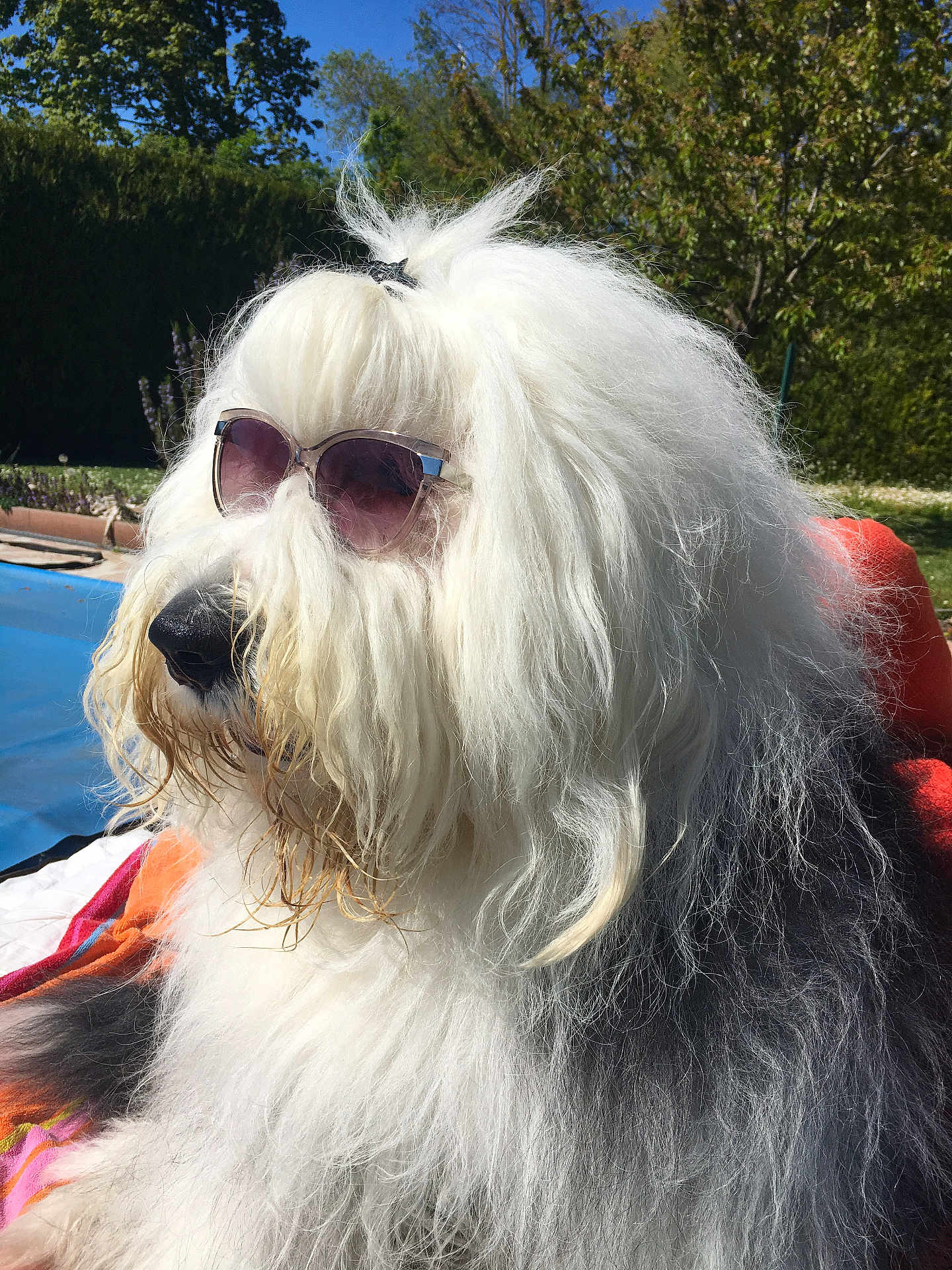 Jack Daniels participe au concours pour gagner de l'argent avec cette photo : animal, black_fur, canine, close_up, cute, dog, fluffy, funny, grass, hair_tie, leisure, nature, outdoor, pet, portrait, relaxing, summer, sunglasses, sunny, white_fur