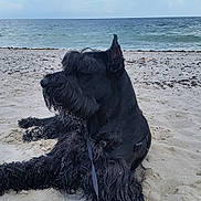 Rico is registered to the contest to win money with this photo: dog, black_dog, beach, sand, sea, sky, cloudy, leash, pet, outdoor, canine, water, nature, relaxing, animal, fur, quiet, daytime, scenic, coast