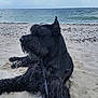dog, black_dog, beach, sand, sea, sky, cloudy, leash, pet, outdoor, canine, water, nature, relaxing, animal, fur, quiet, daytime, scenic, coast
