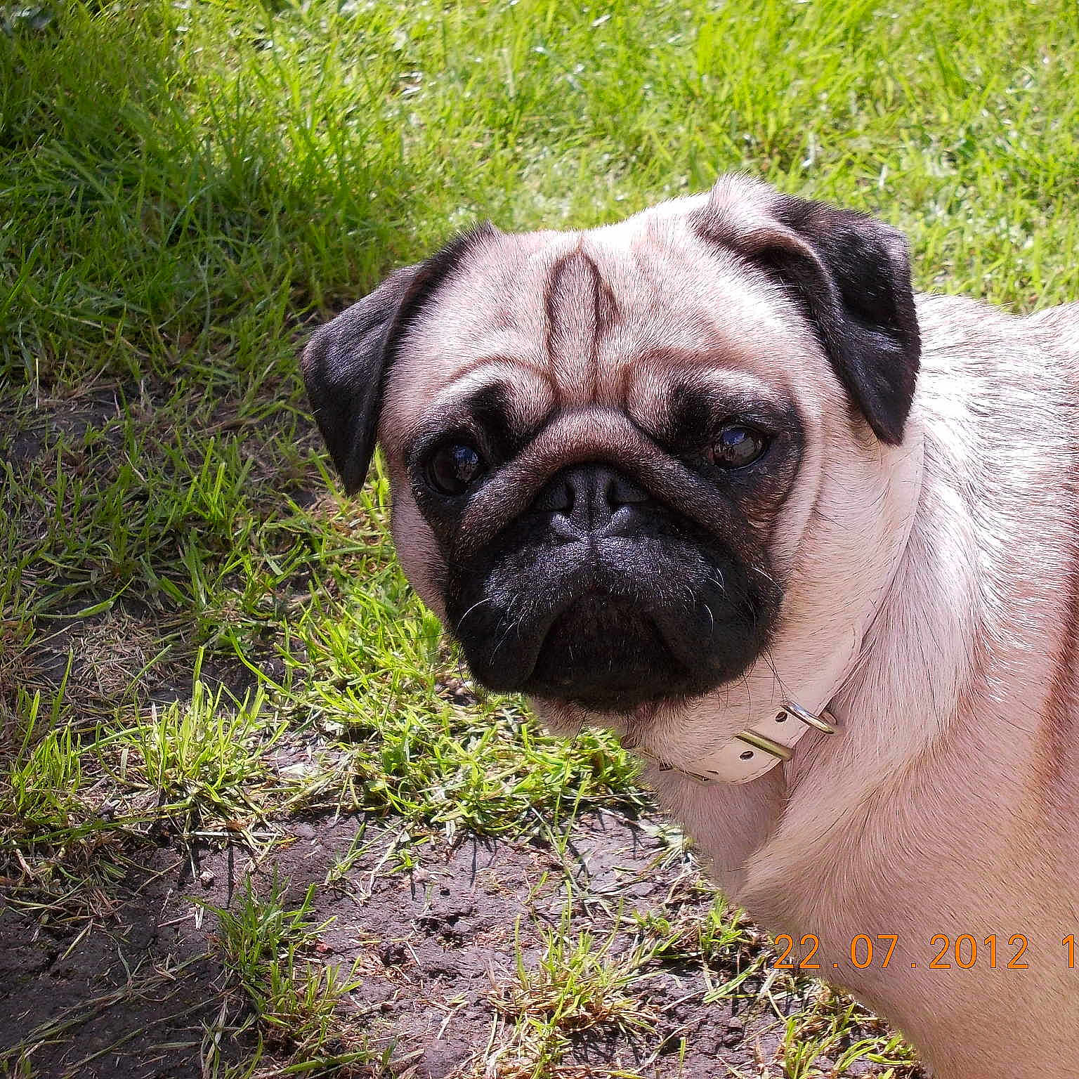 Nala