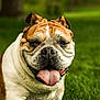 dog, bulldog, tongue_out, outdoor, grass, pet, animal, smiling, close_up, brown, white, wrinkles, cute, tongue, nature, park, friendly, happy, canine, summer