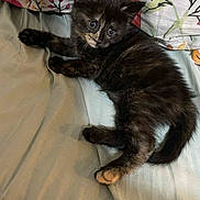 Nala joined the competition — help win amazing prizes! kitten, cat, tortoiseshell, pet, animal, bed, pillow, floral_pattern, fur, cute, indoor, resting, curious, small, young, whiskers, paw, tail, sleepy, cozy