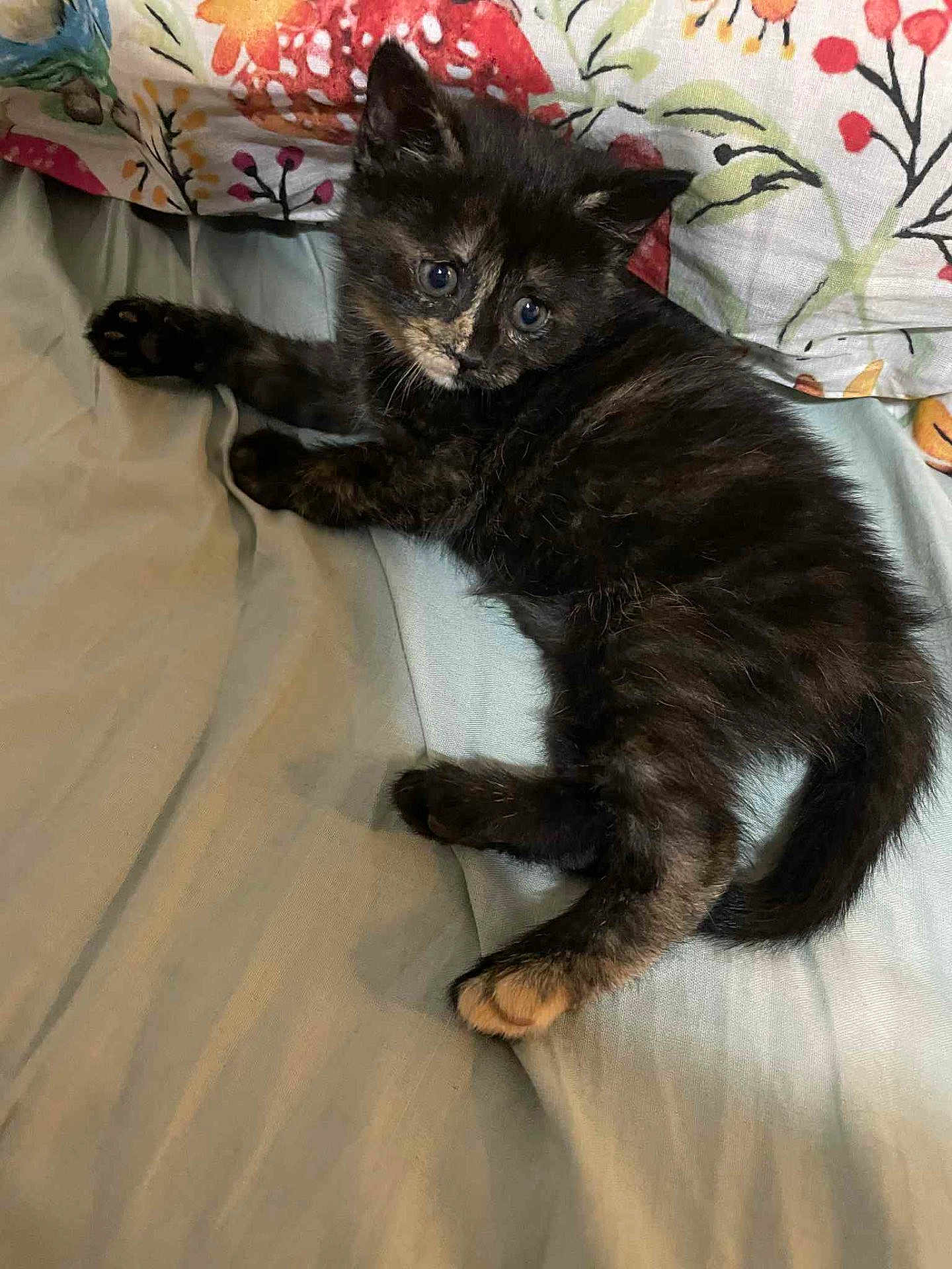 Nala
