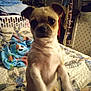 Gigi is registered to the contest to win money with this photo: dog, small_dog, bed, blanket, quilt, laundry_basket, clothing, indoor, pet, furniture, room, animal, cute, brown_dog, white_dog, ears, face, sitting, home, cozy