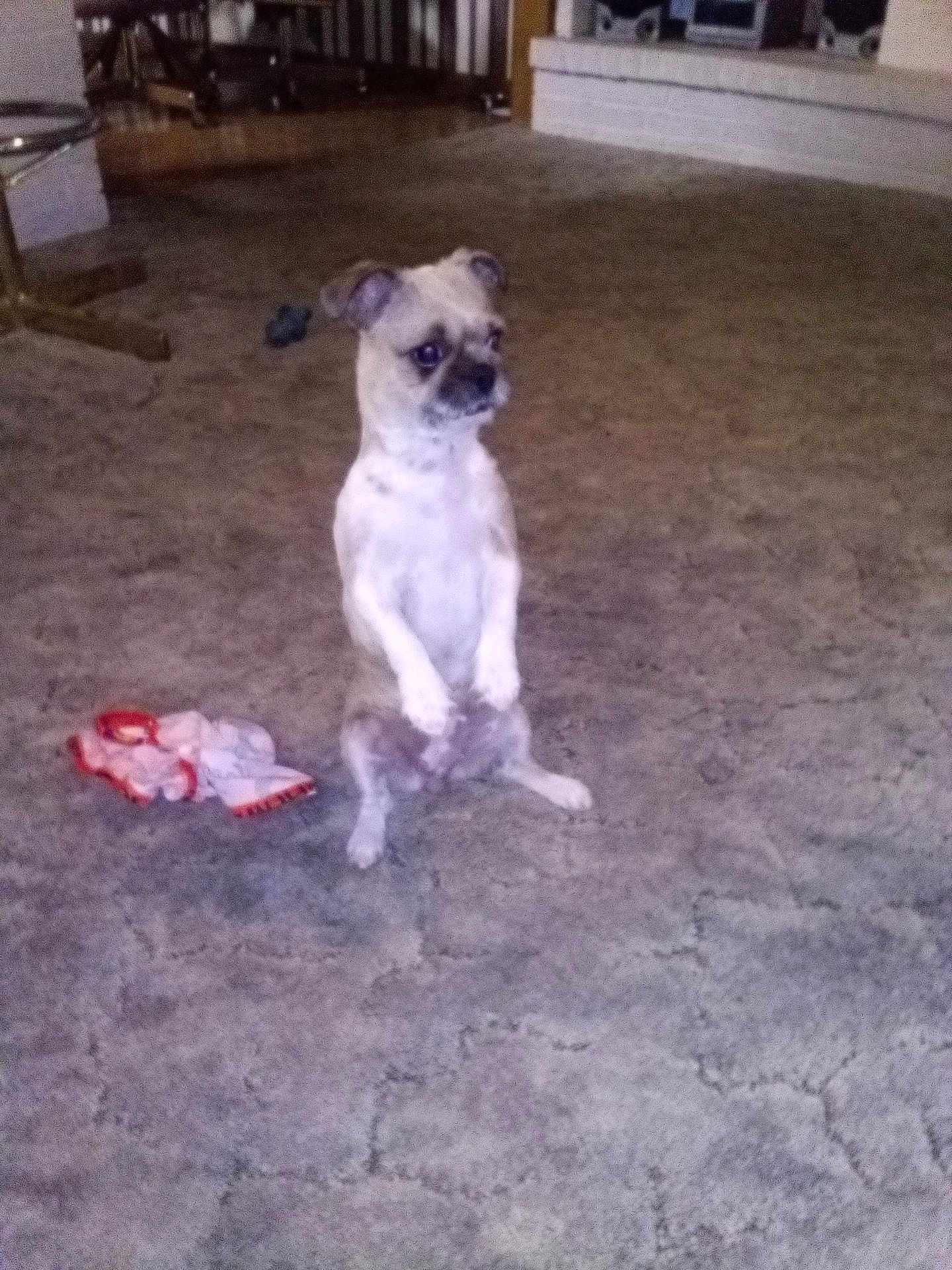 Gigi joined the competition — help win amazing prizes! dog, carpet, cloth, indoor, pet, small_dog, living_room, furniture, fireplace, floor, animal, cute, sitting, looking_away, home, cozy, domestic, ears, fur, side_view