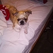 Gigi is registered to the contest to win money with this photo: dog, bed, blanket, indoor, pet, small_dog, white_sheets, relaxed, animal, furniture, carpet, cozy, sleepy, resting, domestic, fur, ears, snout, paws, laying
