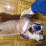 Gigi is registered to the contest to win money with this photo: dog, pet, wooden_floor, footwear, shoe, jeans, indoor, curious, animal, canine, brown_fur, short_hair, looking_up, flooring, person, casual_clothing, domestic, companion, cute, close_up