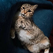 Kali a rejoint le concours — aidez-le/la à gagner de superbes lots ! cat, tabby_cat, feline, pet, indoor, chair, blue_chair, carpet, red_carpet, relaxed, lounging, fur, whiskers, paws, looking_up, cozy, domestic_animal, cute, animal, resting