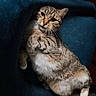 cat, tabby_cat, feline, pet, indoor, chair, blue_chair, carpet, red_carpet, relaxed, lounging, fur, whiskers, paws, looking_up, cozy, domestic_animal, cute, animal, resting