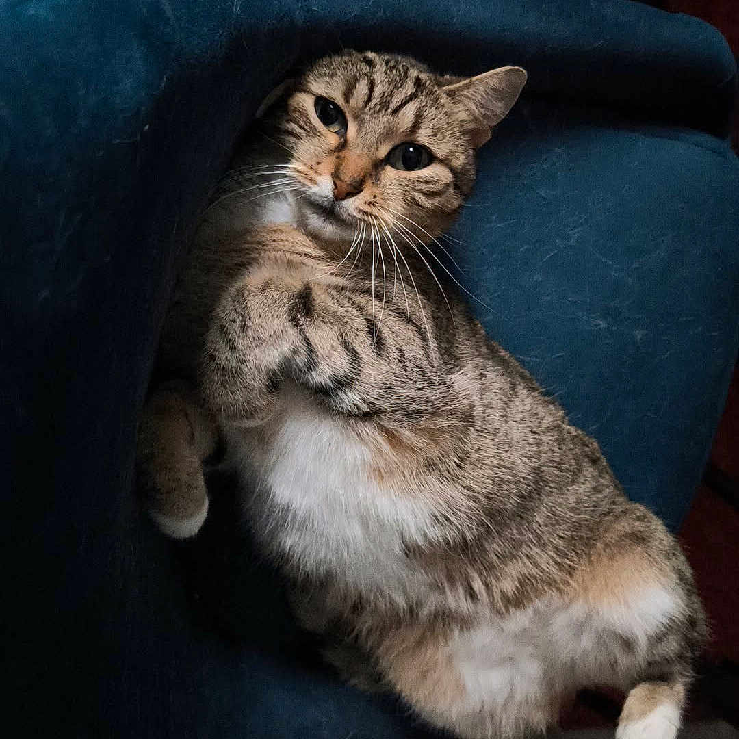 Kali a rejoint le concours — aidez-le/la à gagner de superbes lots ! cat, tabby_cat, feline, pet, indoor, chair, blue_chair, carpet, red_carpet, relaxed, lounging, fur, whiskers, paws, looking_up, cozy, domestic_animal, cute, animal, resting