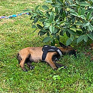 Athène participe au concours pour gagner de l'argent avec cette photo : animal, bush, canine, daytime, dog, grass, greenery, harness, leaves, nature, outdoor, peaceful, pet, quiet, resting, sleeping, small_dog, summer, toy, yard