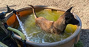 Athène participe au concours pour gagner de l'argent avec cette photo : dog, water, tub, hose, outdoor, animal, pet, sunlight, relaxing, cooling_off, brown_dog, container, grass, dirt, summer, farm, rural, canine, daytime, nature