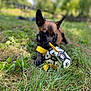 Athène participe au concours pour gagner de l'argent avec cette photo : animal, black_and_brown, blurred_background, canine, closeup, daylight, dog, grass, greenery, nature, outdoor, park, pet, playful, puppy, sniffing, soccer_ball, summer, toy, yellow