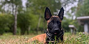 Athène participe au concours pour gagner de l'argent avec cette photo : animal, black_face, blurred_background, brown_coat, canine, close_up, collar, daytime, dog, ears, field, forest, grass, leash, lying_down, nature, outdoor, pet, tongue_out, trees