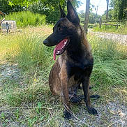 Athène a rejoint le concours — aidez-le/la à gagner de superbes lots ! dog, outdoor, grass, tree, sunlight, panting, nature, animal, pet, canine, sitting, black_coat, brown_coat, leafy, summer, daylight, happy, tongue_out, quiet, rural