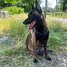 dog, outdoor, grass, tree, sunlight, panting, nature, animal, pet, canine, sitting, black_coat, brown_coat, leafy, summer, daylight, happy, tongue_out, quiet, rural
