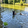 Athène participe au concours pour gagner de l'argent avec cette photo : dog, water, pond, swimming, nature, trees, greenery, outdoor, animal, canine, river, summer, daylight, reflection, peaceful, wildlife, forest, mammal, recreation, tower